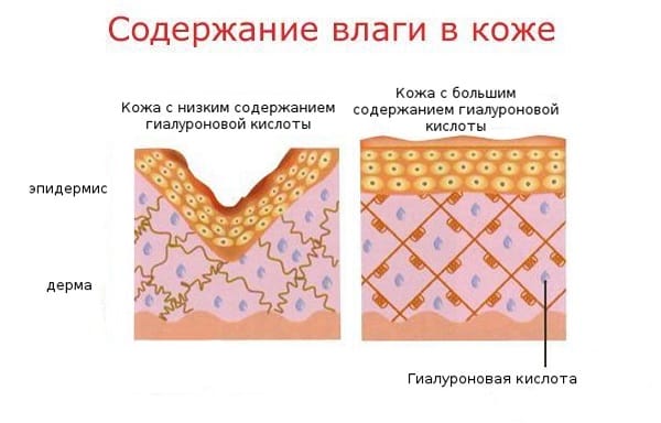 Содержание влаги в дерме
